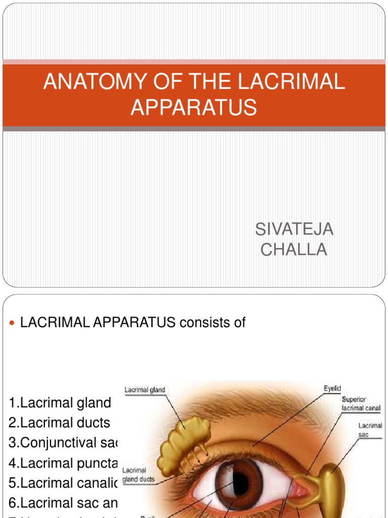 Anatomy of The Lacrimal Apparatus Human Head And Neck Human Anatomy