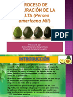 Proceso de Maduración de La Palta (Persea