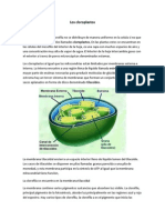 Los cloroplastos y la fotosíntesis