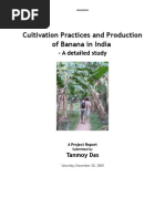 Download Project Report on Banana by api-26956361 SN23124751 doc pdf