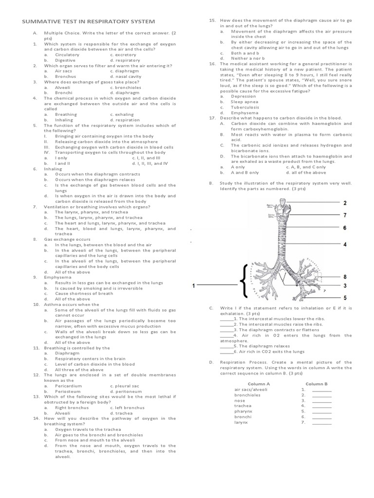 Summative Test in Respiratory System PDF Lung Respiratory System
