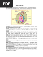 Animal Cell Anatomy
