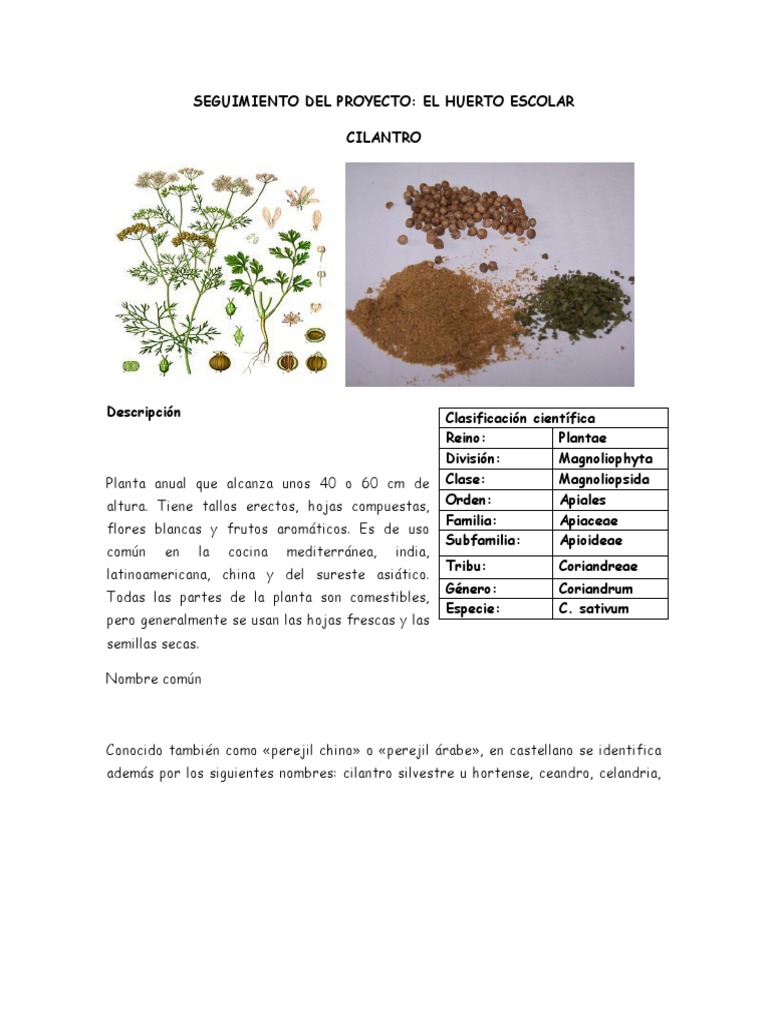Seguimiento Del Huerto Escolar (Cilantro)