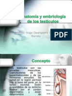 Anatomía y Embriología de Los Testiculos