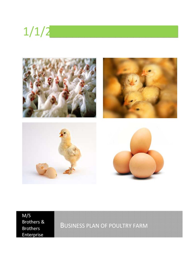 free range chicken business plan pdf