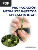 Protocolo Para Sacha Inchi, Propagacion Injerto