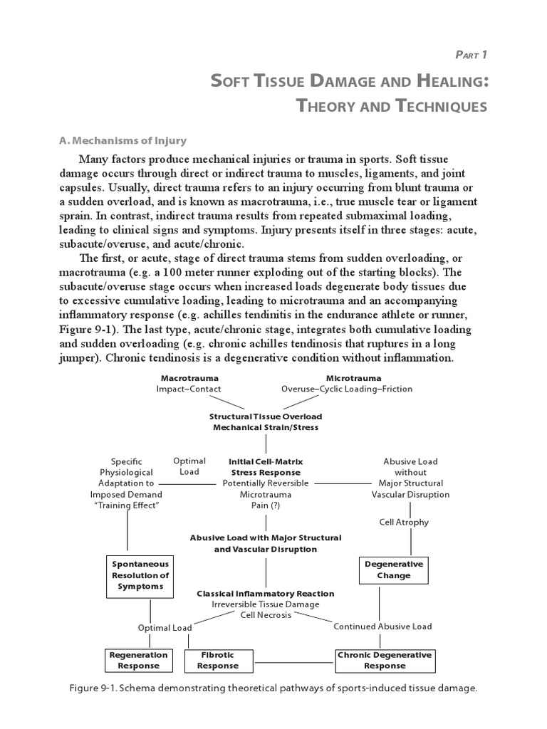 Soft Tissue Injury Mechanisms & Healing | PDF | Tendon | Weight Training