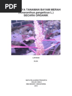 Download Budidaya Tanaman Bayam Merah by Faizal Kurnia SN231775150 doc pdf