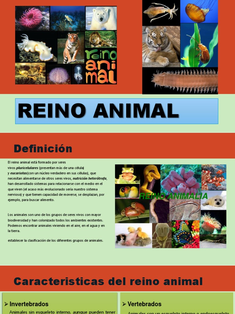 Características del Reino Animal | PDF | Vertebrados | Mamíferos
