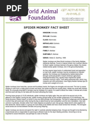 Spider Monkey