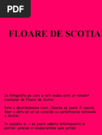 Floarea de Scotia...