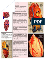 LP 15 Vascularizatia Cordului Pericardul