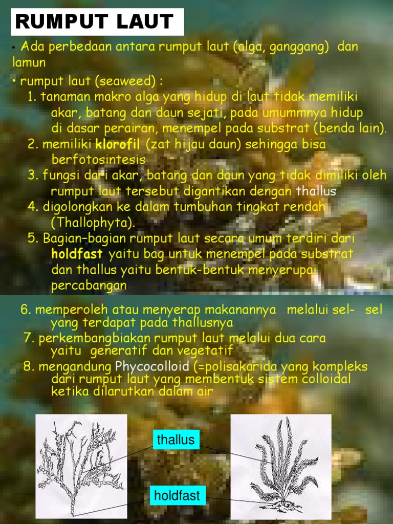 Morfologi dan Ciri Rumput Laut | PDF | Sains & Matematika