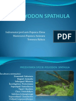 Polyodon Spathula