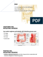 Intestino Grueso