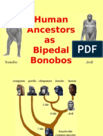 Human Ancestors As Bipedal Bonobos