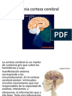 Anatomia Corteza Cerebral
