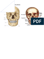 Puntos Craneometricos