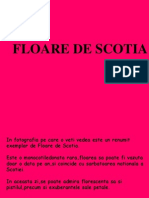 Floare de Scotia r