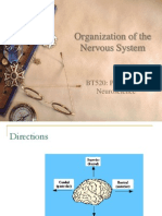Organization of The Nervous System: BT520: Principles of Neuroscience
