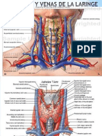 Arterias y Venas de La Laringe