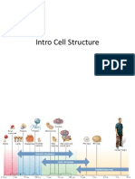 Intro Cell Structure