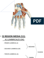 Musculos Del Miembro Superior III