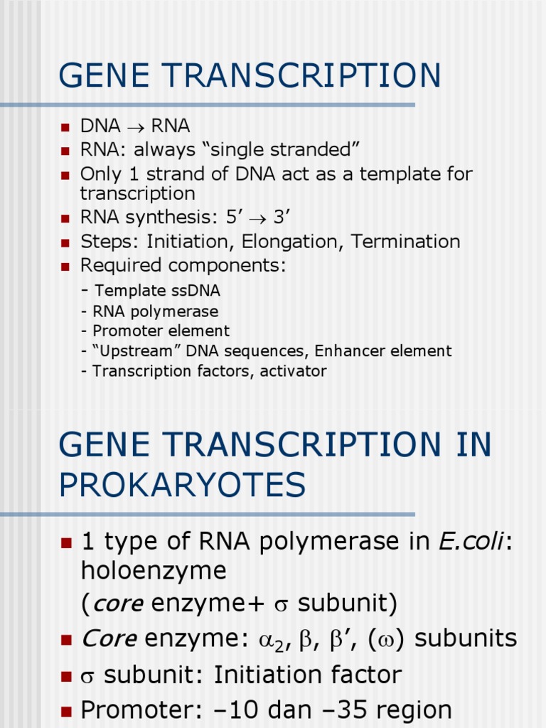 Gene Transcription 1 | PDF | Transcription (Genetics) | Promoter (Genetics)