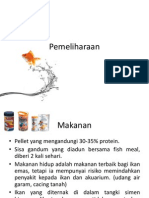 ikan emas pemeliharaan dan pembiakan