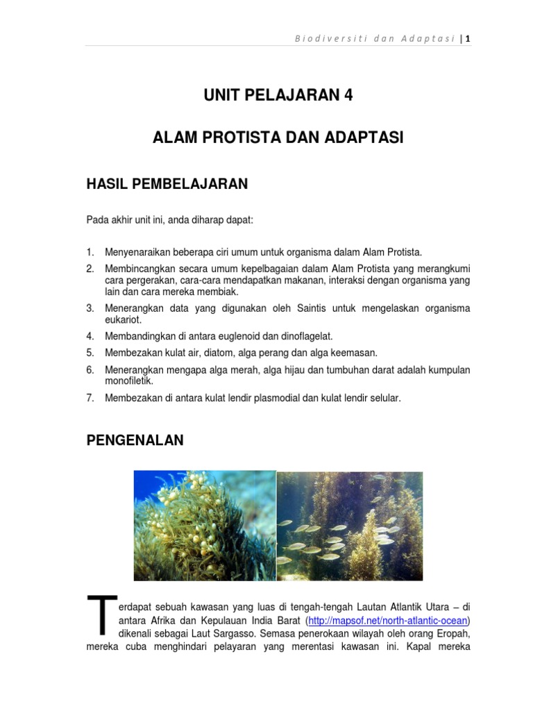 Protista