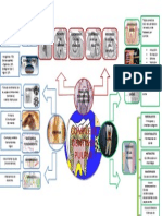 Fases del desarrollo del complejo dentino-pulpar