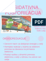 Oksidativna Fosforilacija