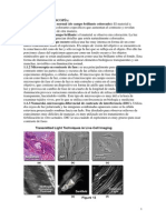 Microscopia A Grandes Rasgos Tipos de Micros