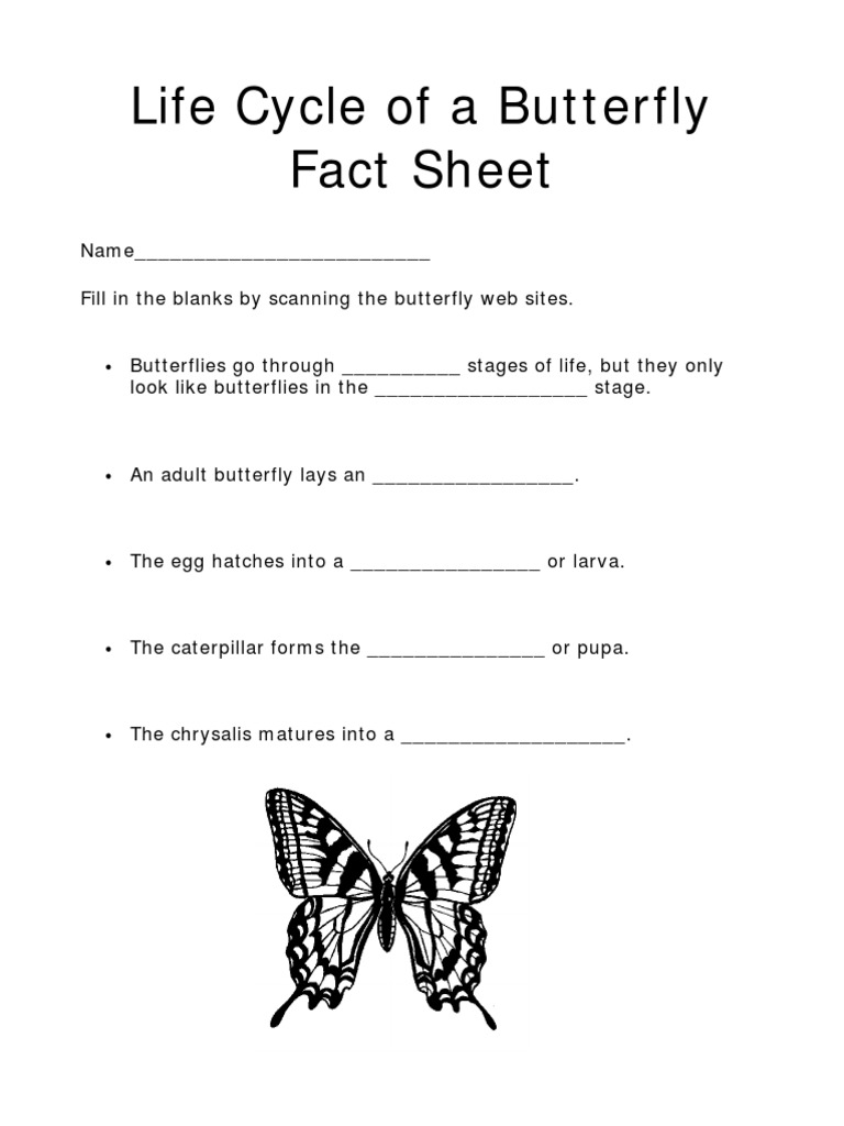 Butterfly Fact Sheet PDF