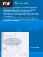 6-Ciclo da ureia