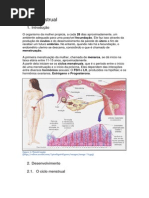 Ciclo Menstrual