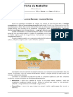 O Fluxo de Energia Através Dos Ecossistemas.