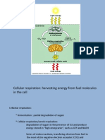 Celular Respiration1