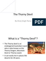 The Thorny Devil 