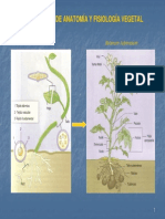 Clase 6 Anatomia y Fisiologia Vegetal