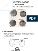 MACAM-MACAM BLASTULA PP