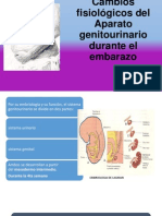 Aparato Genitourinario2014