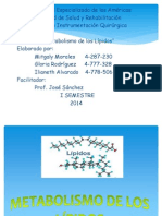 metabolismo de los lpidos - copia
