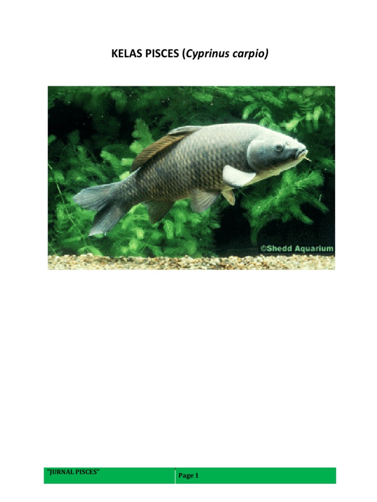48 Gambar Hewan Kelas Pisces HD Terbaik