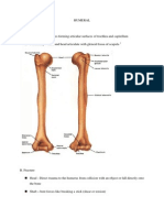 Humeral