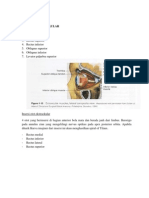 Extraocular Muscles