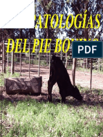 Afecciones Del Pie Bovino