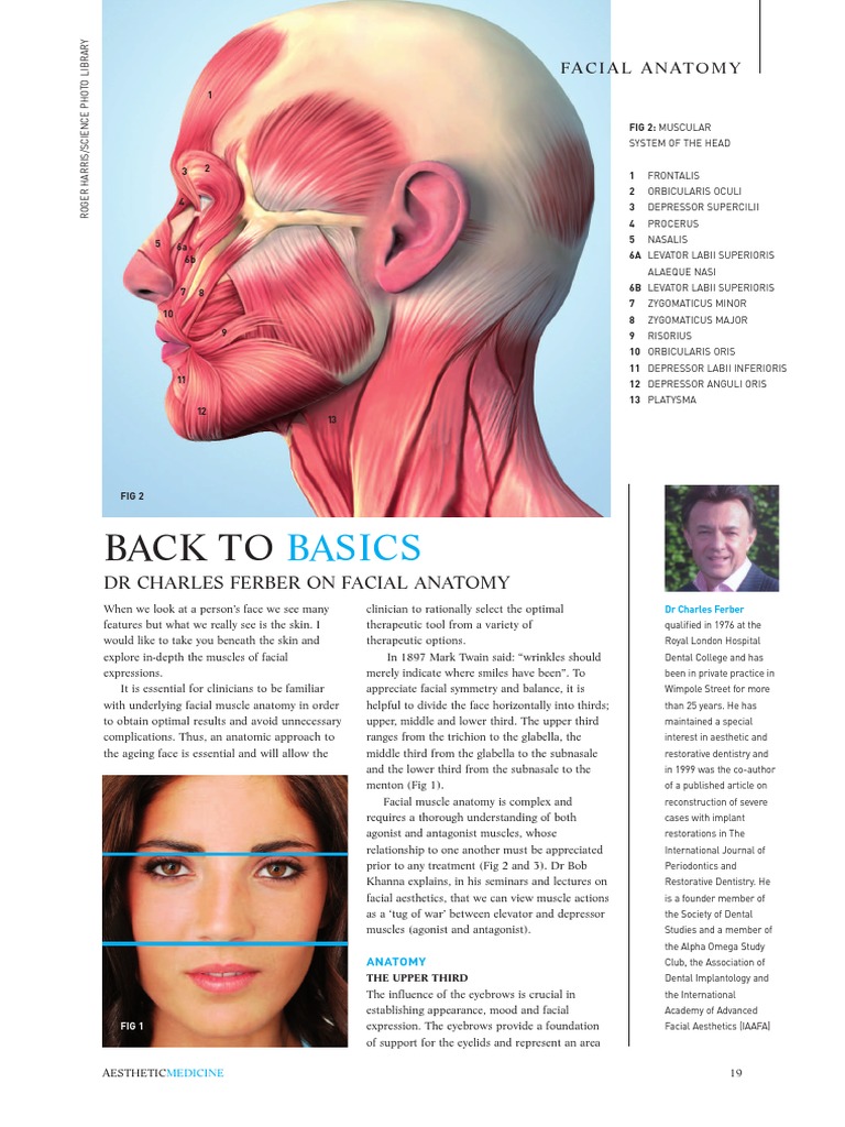 Facial Anatomy PDF Forehead Primate Anatomy
