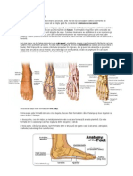 Anatomia Piciorului