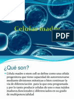 Células madre: definición, tipos, funciones y controversia